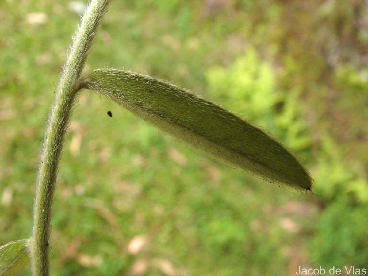 Crotalaria calycina Schrank